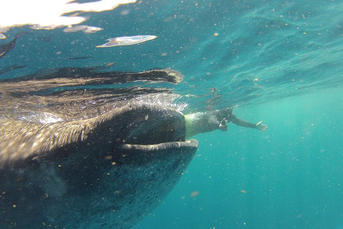 Private Whale Shark All Inclusive Experience - Inclusions