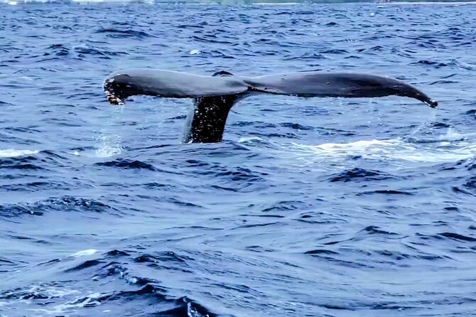 Private Whale Watching Adventure - Customization Options