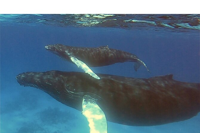 Private Whale Watching Charter (Grand Turk) - Inclusions and Amenities