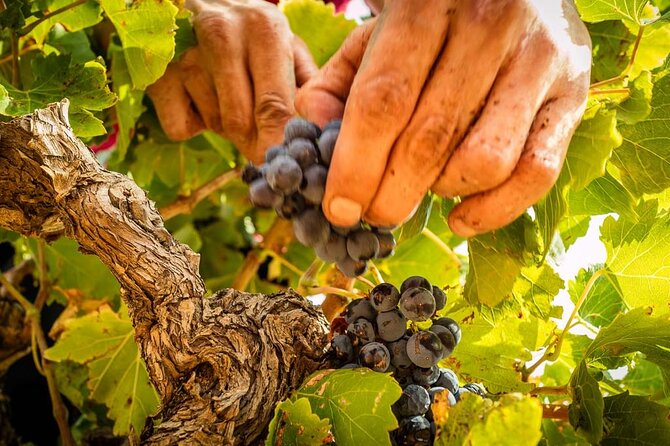 Private Wine Tasting and Walks in the Vineyards of Rivesaltes - Comprehensive Review Insights