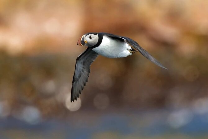 Puffin & Whale Boat Tour - Inclusions