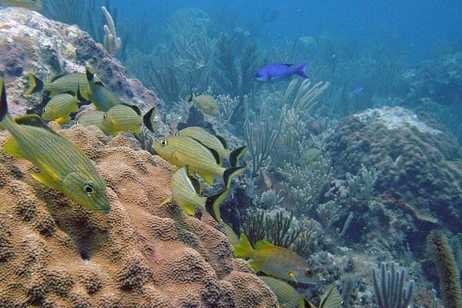 Punta Cana Experience: Scuba Diving, Scooter, Panoramic Glass Boat and Snorkel - Health and Safety