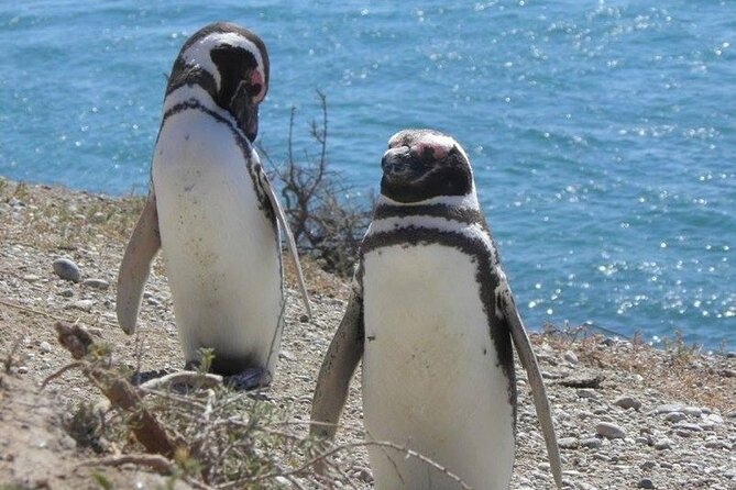 Punta Tombo for Cruises Walk Among Penguins - Meeting and Pickup Details