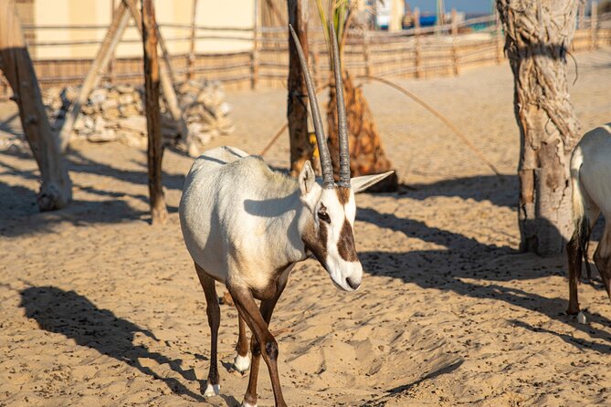 Qatar Half Day Safari: Dune Bashing, Camel Ride & Sandboarding - Meeting and Pickup Details