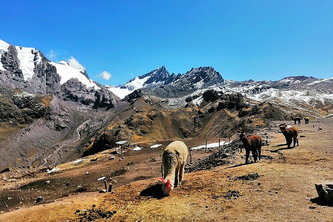 Rainbow Mountain Private Tour 1 Day, Departure From Cusco at 07:00 AM - Inclusions