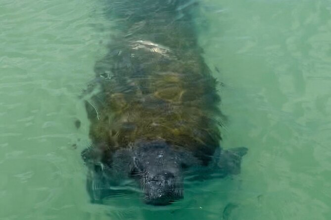 Rainbow Springs Electric Paddle Tour - Wildlife Sightings