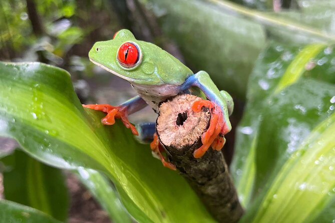 Rainforest Combo - Chocolate - Sloths - Cortes Waterfall - Indulge in Artisanal Chocolate