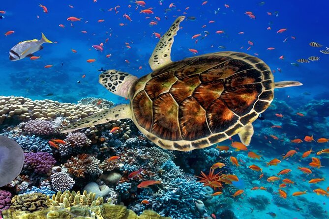Ras Mohammed Diving Day Trip From Sharm El-Sheikh - Inclusions and What to Expect