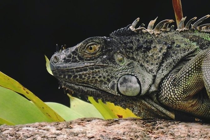 Regular Natural History Walk - Highlights of the Tour
