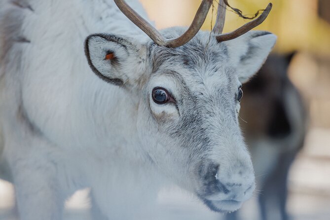 Reindeer Farm Visit With Sledge Ride - Itinerary and Activities