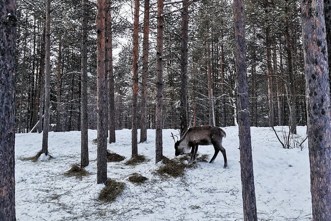 REINDEER FEEDING - Join Us for a Unique Moment With Our REINDEER - Feeding the Reindeer Up-Close