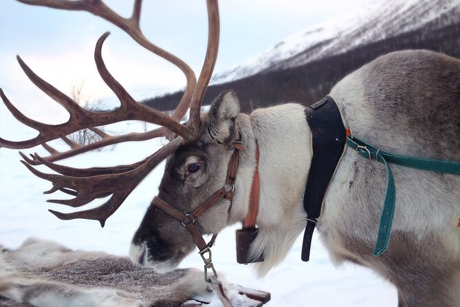 Reindeer Sleigh Ride Forest Safari - Meeting and Pickup Details