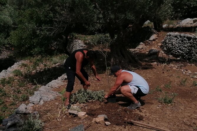 Rethymnon Olive Tree Sponsorship Protect and Plant Tour - Pricing and Package Options