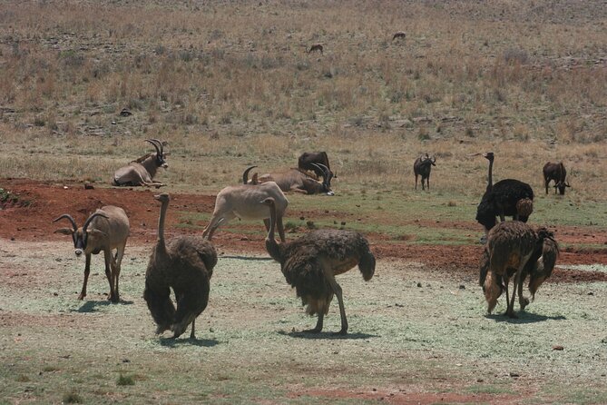 Rhino and Lion Park Guided Tour From Johannesburg - New Tiger Breeding Centers