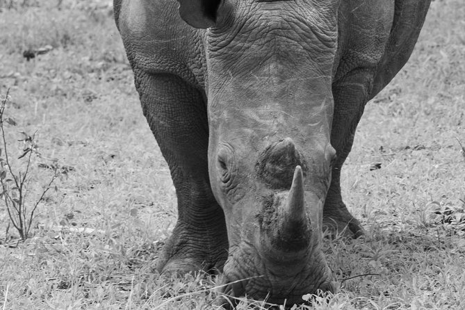 Rhino Game Drive - Experience Highlights