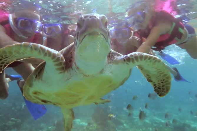 Riviera Maya Snorkeling - Highlights of the Experience