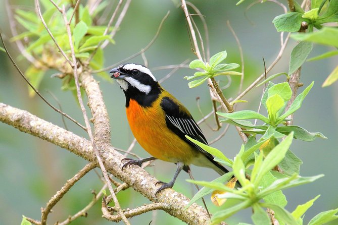 Rocklands Bird Sanctuary and Montego Bay Highlights Tour From Falmouth - Accessibility and Recommendations