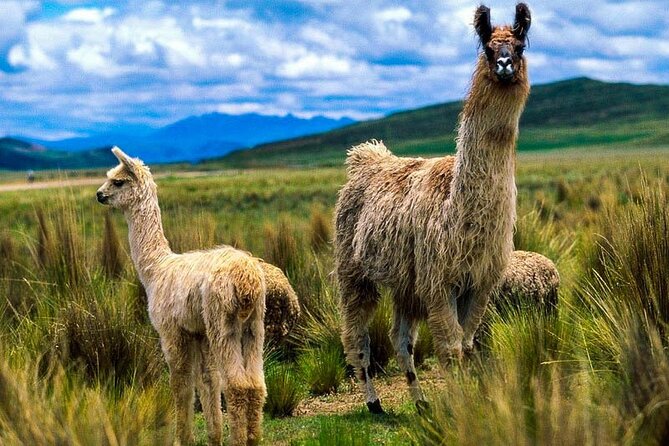 Route of the Sun Cusco Puno - Itinerary Highlights