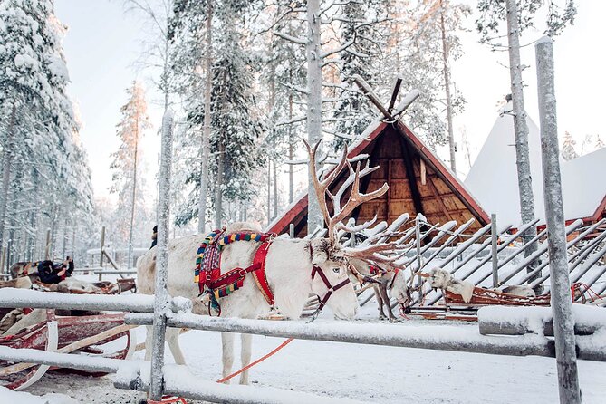Rovaniemi Santa Claus Village, Reindeer and Husky Tour - Reindeer Sled Ride