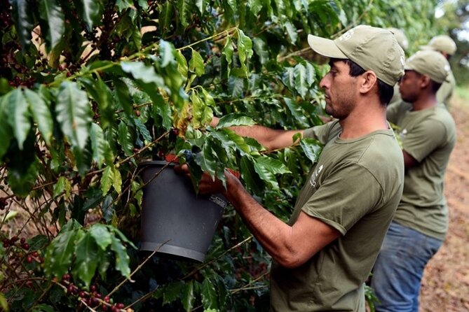 Rural Coffee Farm Tour With Breakfast & Lunch - Roasting & Tasting Experience - Pickup and Drop-off Details