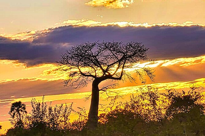Safari Game Drive in the Savannah With Hotel Pickup 3 Times Daily - Pickup and Dropoff Arrangements