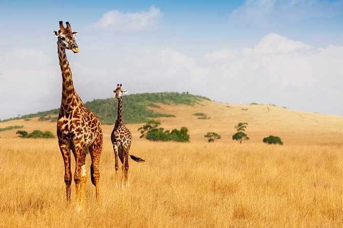 Safari Game Drive & Walk With the Lions Experiences - Walk With the Lions