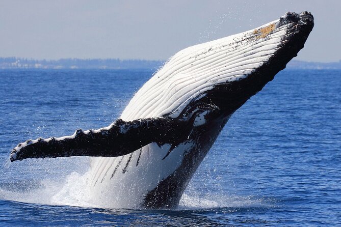 Samana Bay Whale Watching Full Day Tour With Lunch From Punta Cana - Transportation and Pickup