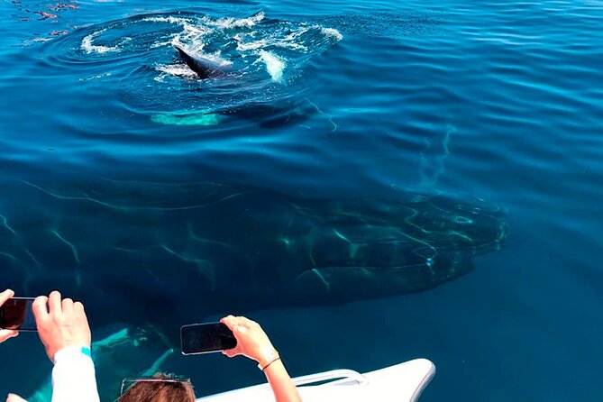 Samaná Whale Watching, Waterfall & Cayo Levantado Adventure - Meeting and Departure Details