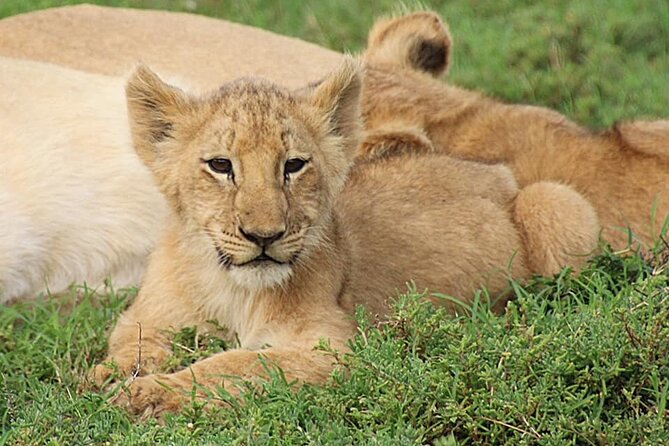 Schotia Big 5 Safari Port Elizabeth (Optional Accommodation) - Meeting and Pickup Logistics
