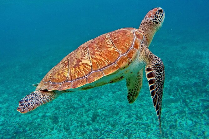 Scuba Dive and Snorkel Private Charter in Puerto Rico - Booking and Cancellation Policy