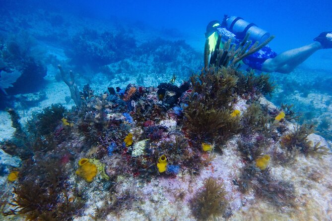 Scuba Diver Certification Course - Meeting and Pickup