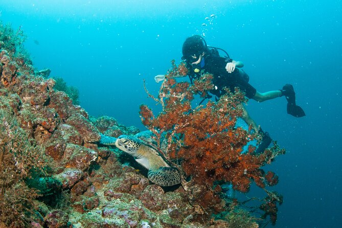Scuba Diving Arcos or Marietas Vallarta Undersea - Meeting Point and Schedule