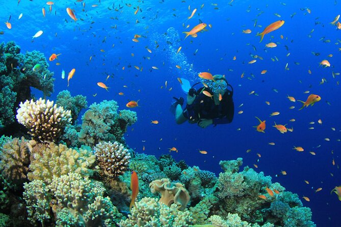 Scuba Diving Boat Trip in Island Catalina With Pickup - Pickup Details