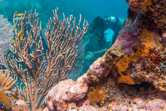 Scuba Diving in Cozumel Island - Schedule and Ticket Information