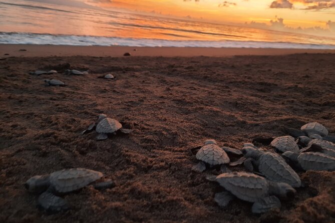 Sea Turtle Release in Puerto Vallarta - Meeting and Pickup Details