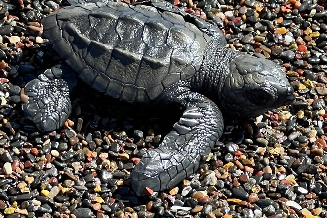 Sea Turtle Watching Tour Near Playa Grande - Inclusions and Pickup Information
