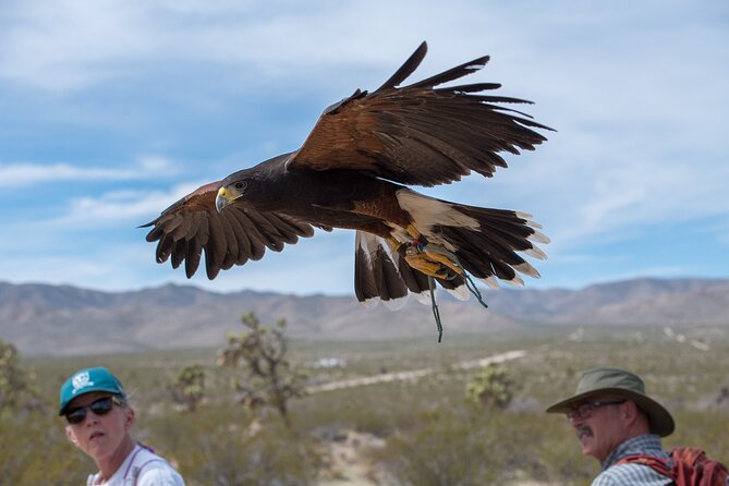 Self Drive Raptor Experience (1 Hour) in Joshua Tree Forest - Preparation Tips