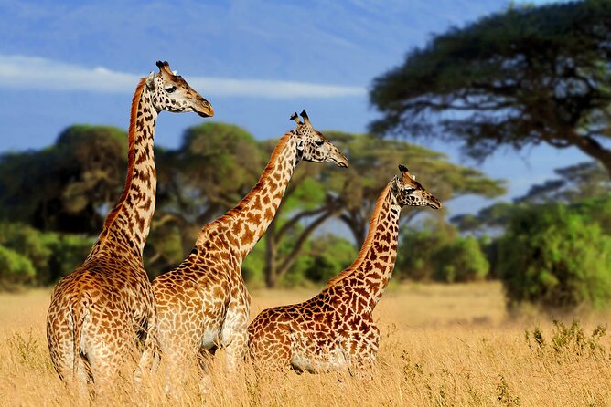Serengeti 2-Day Safari From Mwanza - Accommodation Details