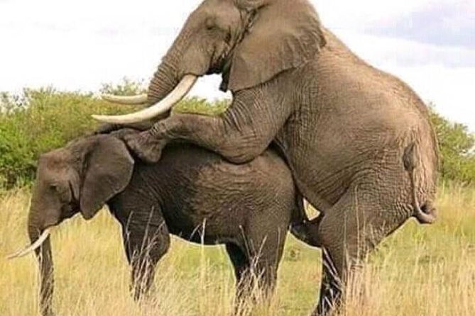 Serengeti National Park 4 Days Safari Camping - Daily Itinerary