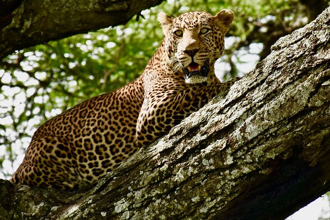 Serengeti , Ngorongoro & Tarangire - Trekking Through Tarangire National Park