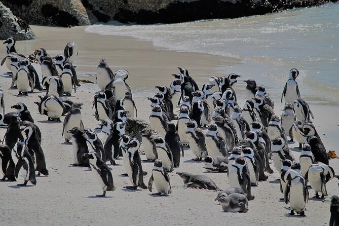 Shared Half Day Tour in Cape Peninsula With African Penguins - Highlights of the Itinerary
