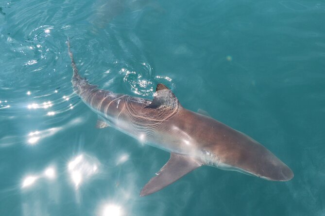 Shark Cage Diving and Viewing With Transport From Hermanus - Inclusions and Amenities