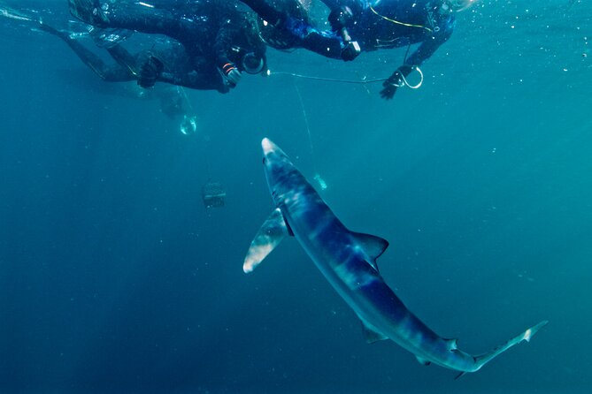 Shark Diving With Blue and Mako Sharks in San Diego - Inclusions and Costs