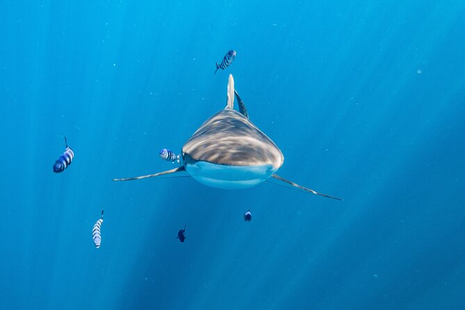 Shark Safari & Snorkel Adventure in Cabo San Lucas - Detailed Tour Itinerary and Inclusions