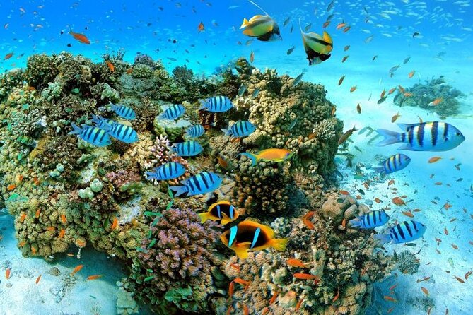 Sharm El Sheikh: Ras Mohammed and White Island VIP Boat Sea Trip - Inclusions and Exclusions
