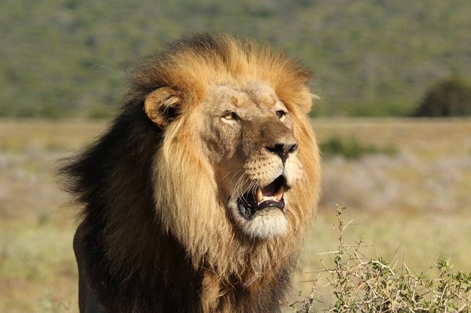 Shore Excursion Cruise Ships Port Elizabeth, Addo Elephant Park - Inclusions and Logistics