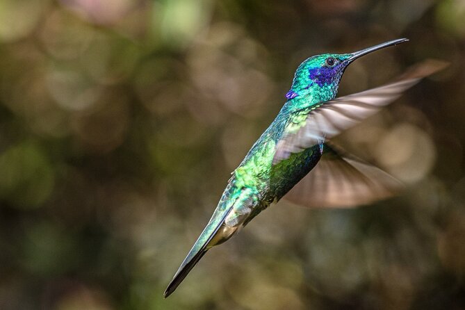 Sightings of Hummingbirds - Hummingbird Observatory - Meeting and Pickup Information