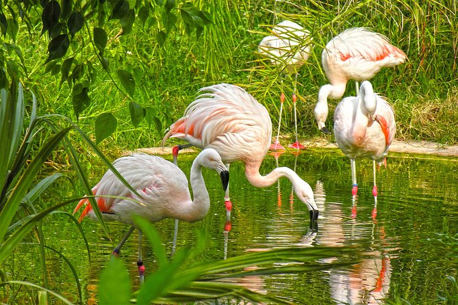 Skip the Line: Terra Natura Benidorm Entrance Ticket - Animal Highlights