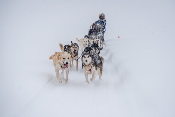 Sled Dog Sampler Ride in Fairbanks - Tour Details and Pricing