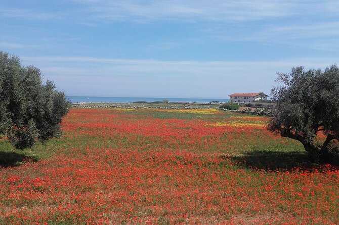 Small Group Half Day Tour of POLIGNANO a MARE and MONOPOLI - Pickup and Accessibility